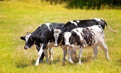 奶牛围产期的关键100天，饲料营养如何应对？[耀飞生物]