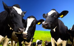 奶牛的经济效益与营养需求[耀飞生物]