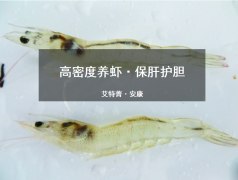 植物精油+聚维酮碘组合在高密度养虾中的应用[耀飞生物]