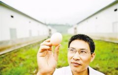 蛋鸡养殖用植物精油-好吸收、无残留！[耀飞生物]